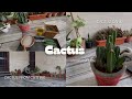 How I propagate CACTUS 🌵|| my recommendations👍