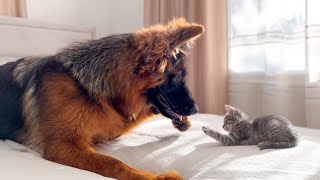 Tiny Kitten Plays with German Shepherd for the First Time by The Fluffiest 12,909 views 3 months ago 1 minute, 23 seconds