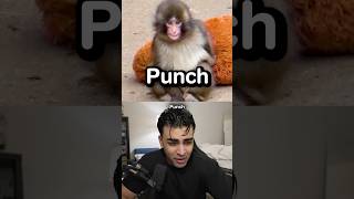 Download Lagu The Monkey Who Lost Everything MP3