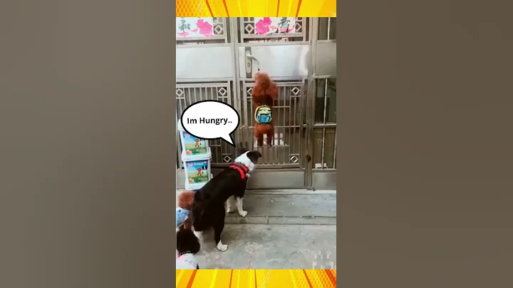 Smart Dogs LOCK outside the House! #shorts