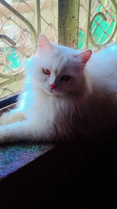 Cutie pie 🎀#viralshort #viralvideo#viralanimals#pets #catsofyoutube#cutepets#cats