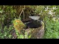 荒れ果てた山奥の水源を綺麗にして水を引きました#69