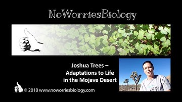 Joshua Trees - Adaptations to Life in the Mojave Desert