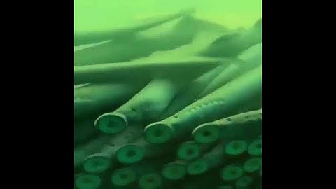 Lampreys|Vampires of the deep|