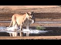 This is How Lioness Protects their Cubs || Lion Cubs  life