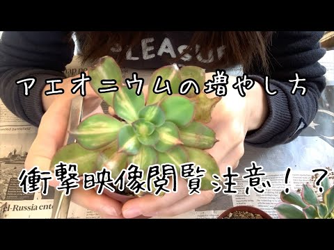 【多肉植物】アエオニウムの増やし方　胴切り・芯止め