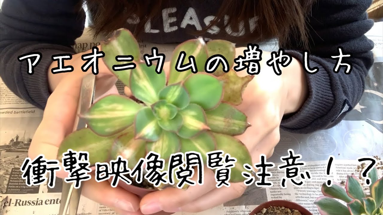 多肉植物 アエオニウムの増やし方 胴切り 芯止め Youtube