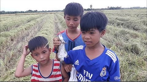 Đ9R 32 - Bắt chuột đồng mùa cắt lúa ở Miền Tây
