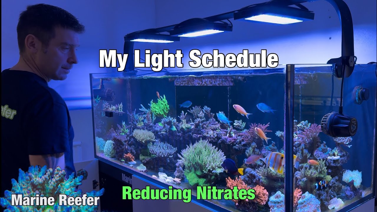 Мой график освещения и снижение уровня нитратов в рифовом аквариуме.