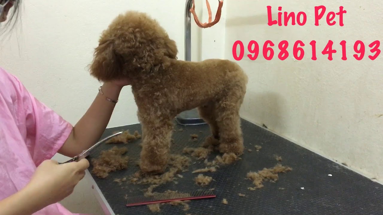 dịch vụ cắt tỉa lông chó tphcm New Update Dịch vụ cắt tỉa lông cho chó Poodle giá rẻ, uy tín - Linopet Spa