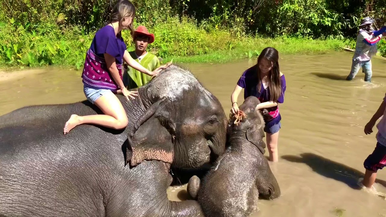 Our Amazing Day at Karen Tribe Native Elephants! YouTube