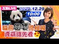 【#中天互動LIVE】小貓熊「圓寶」見客囉！新「萌」主限量票開搶｜2020.12.29