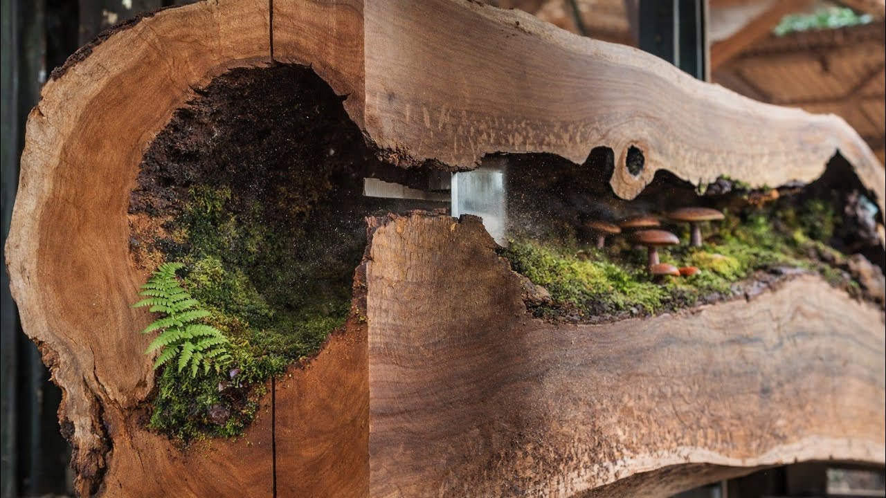 Giant Log Struck by Lightning — Inside Is Shocking!