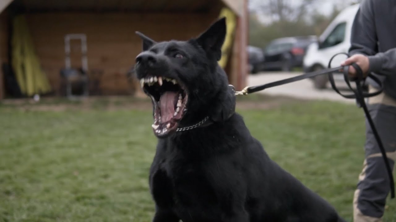 Рассказ о породе немецкой овчарки для детей