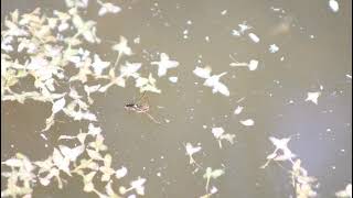 Common Backswimmer at Whelford Pools