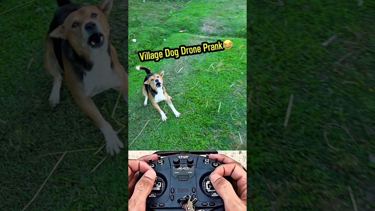 Drone Prank on Animals 😂 | Funny Dog & Cat Reactions 🐶🐱🚁 