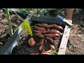 Second 2020 Sweet Potato Urban Backyard Garden Harvest!!!