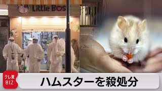 デルタ株ハムスターからヒトに感染疑い　香港でハムスター2,000匹を殺処分（2022年1月19日）