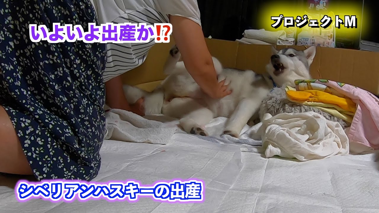 ㊗️マリン❗️無事出産しました‼️(2025.7.16) #シベリアンハスキー #シベリアンハスキー出産 #犬の出産