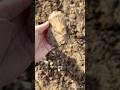 Large Tool #arrowhead #arrowheadhunting #nativeamerican #artifacts #artifacthunting #rockhounding