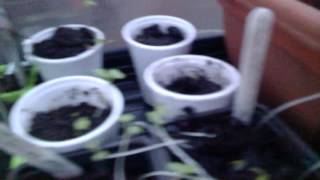 Early Maris Piper King Edwards 100 Hour Candles