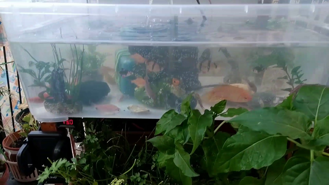 Il mio acquario 2 - YouTube
