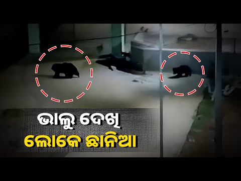 ନିଶବ୍ଦ ରାତିରେ ଚୁପ୍‌ ଚାପ୍‌ ସହରରେ ବୁଲୁଛି ଭାଲୁ, ଖାଦ୍ୟ ଅନ୍ବେଷଣରେ ଦମକଳବାହିନୀ କେନ୍ଦ୍ରରେ ପଶିଥିବା ସନ୍ଦେହ