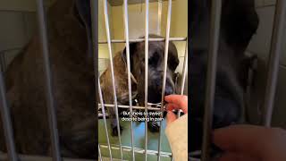 Click here please don’t scroll. One subscription = stray dog life support #rescuelove #rescuelife