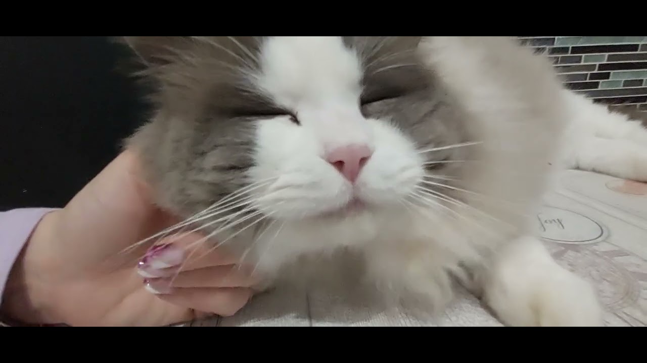 essayons de faire ronronner le chacha