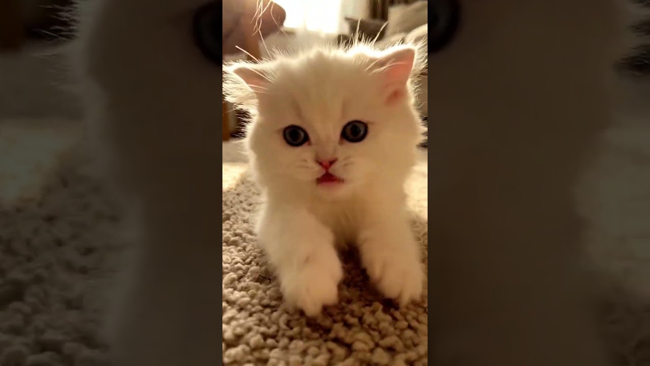 Persian Kitten Chasing a feather toy 