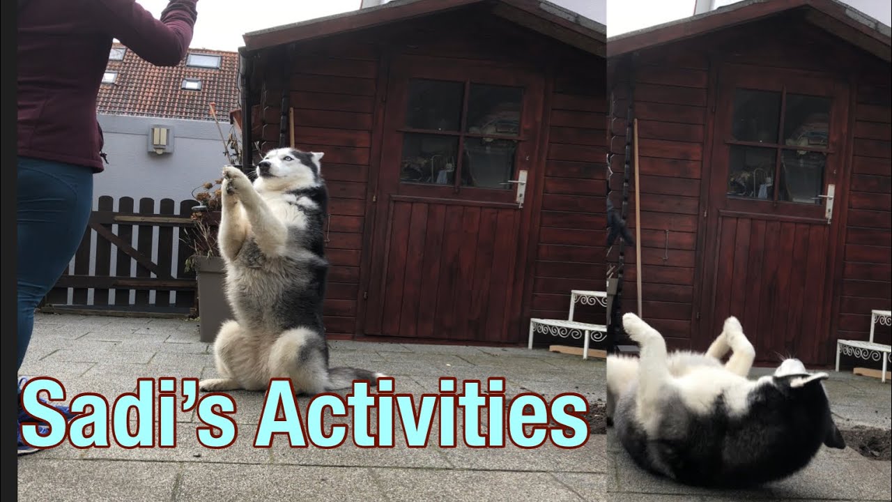 Husky Sadi  Daily Physical and Mental Training / Before I go to work.
