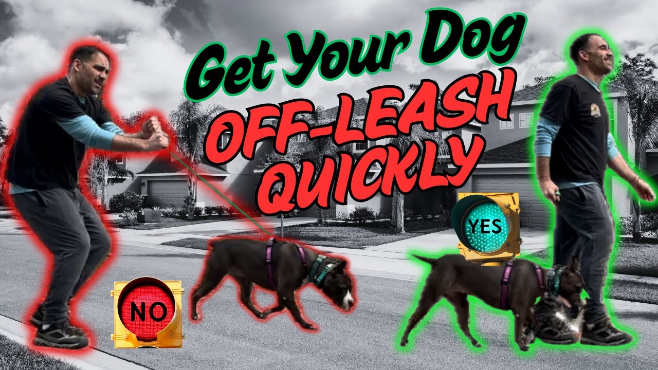 How to EASILY get your dog used to walking OFF leash (with distractions)