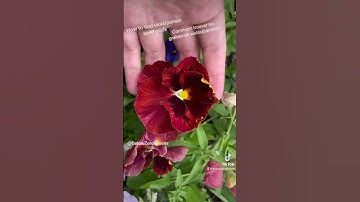 Saving viola/pansie seeds! #urbangarden #microgreens #edibleflowers #seedsaving