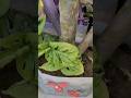 Brokenheart  plumeria  companionship  gardening youtubeshorts viral
