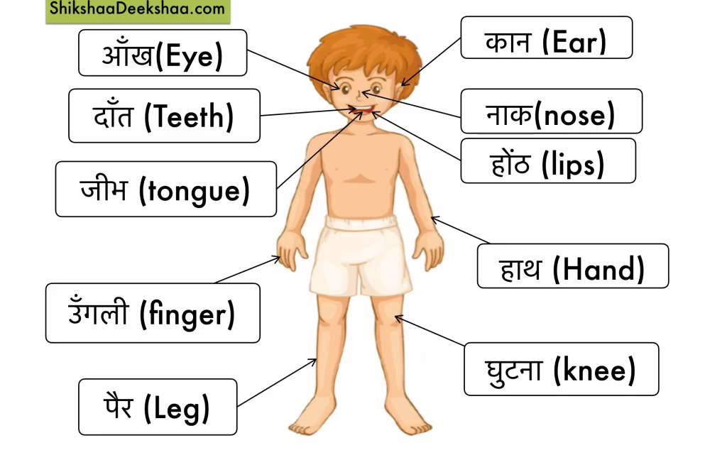 Human Body Chart In Hindi