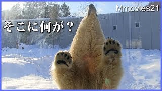ガラス前で面白い行動のリラ　ダイブの踏み切り間違えた？ Polar Bears