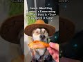 Watch the smartest blind pup Kugen show off his iconic ‘thunder pose’ – an unwavering stance tha