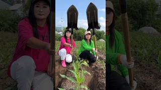 Essential shovel like farming tool for rural farmers | Agricultural tools for corn farming #tool