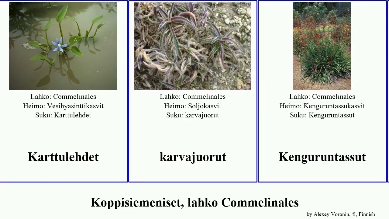 Koppisiemeniset, lahko Commelinales conostylis palisota angiosperms erecta pusilla juncea hirsuta