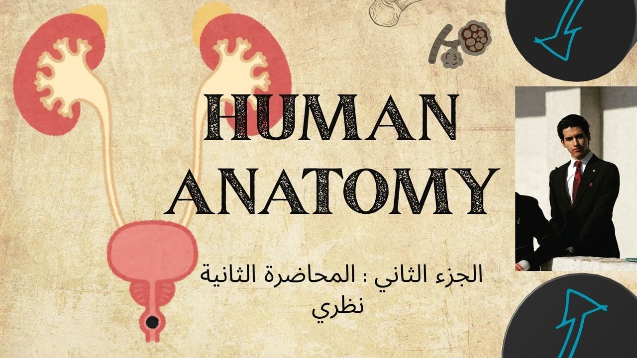 تشريح نظري / صيدلة مرحلة اولى 💊 / تكملة الجهاز البولي 