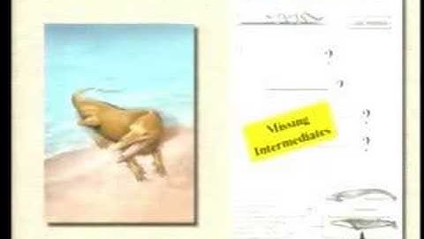 The Fossil Record: Intermediate forms are abundant!