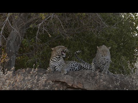 Download Amorous Leopards