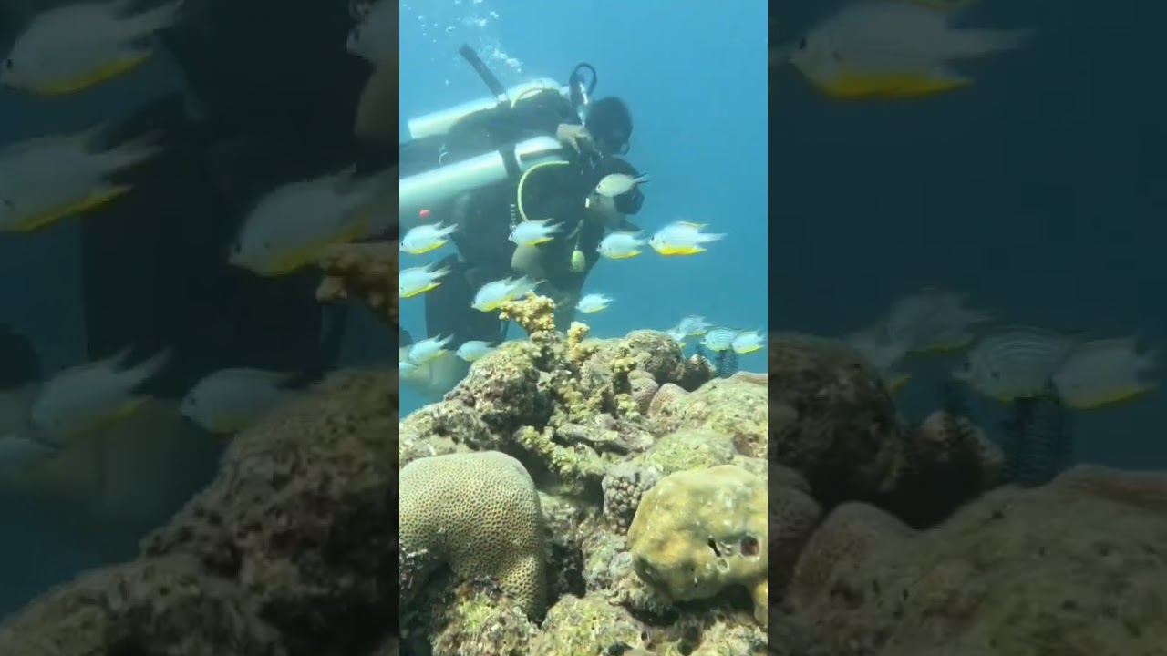 Scuba Diving at Turtle Beach, Swaraj Deep(Havelock Island) Andaman and Nicobar