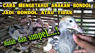 Cara Mudah Menentukan Anakan Entok Hias jenis Bondol Jadi Bondol Atau Tidak | muscovy ducks,duck