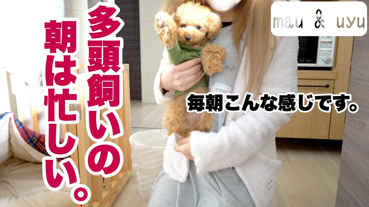 多頭飼いの朝、う○ち祭りです。