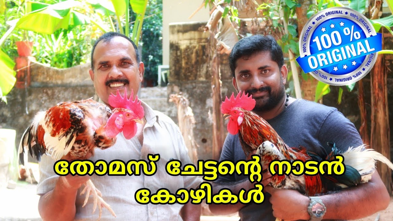 നാടൻ കോഴി വളർത്തൽ | Desi poultry farming