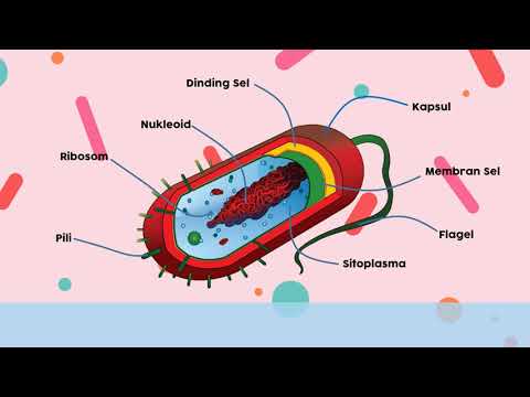 Video: Apakah struktur yang ada pada bakteria dan menerangkan fungsinya?