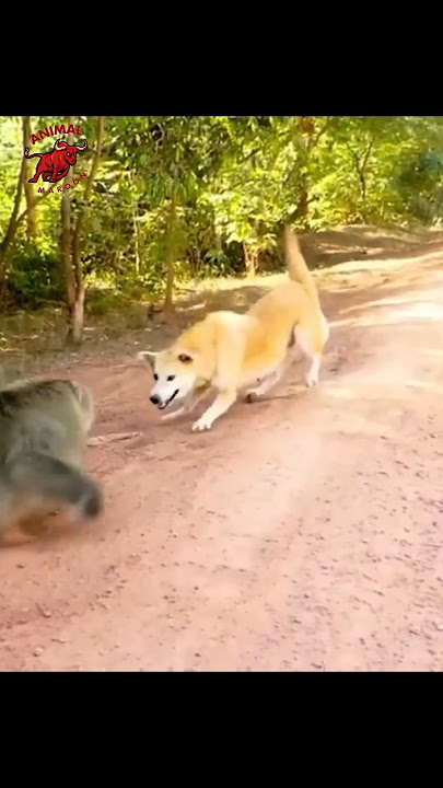 pertarungan harga diri | kera vs anjing | #hewan #anjing #shorts #monyet