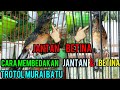 Download Lagu TIPS DAN CARA AKURAT MEMBEDAKAN TROTOLAN MURAI BATU JANTAN DAN BETINA
