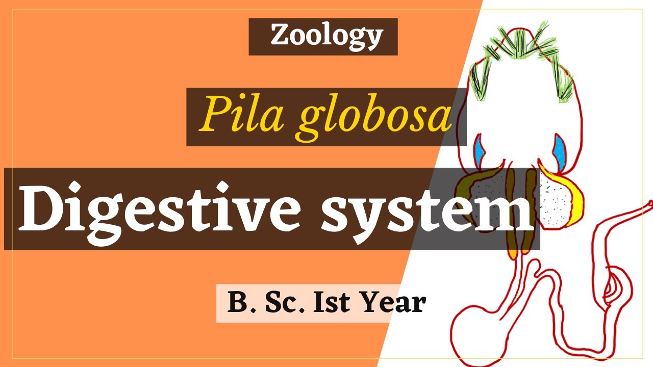 Digestive system of Pila globosa || In Hindi || B. Sc. Ist year || Zoology
